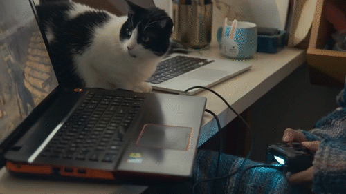 Thais and cat
